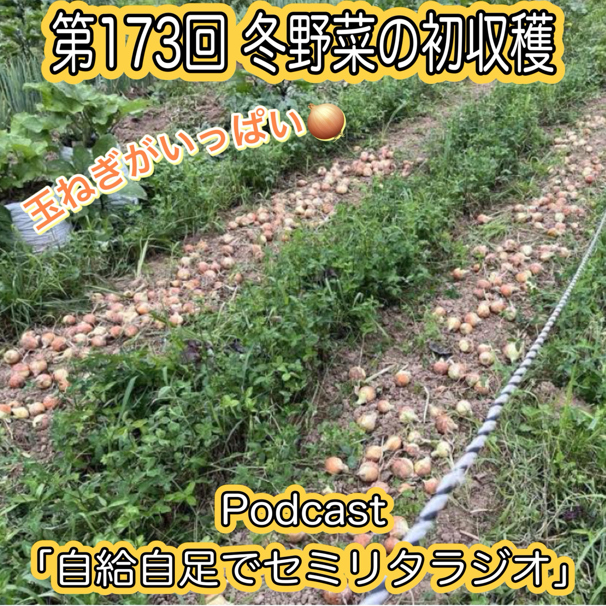 第173回 冬野菜の初収穫 episode artwork