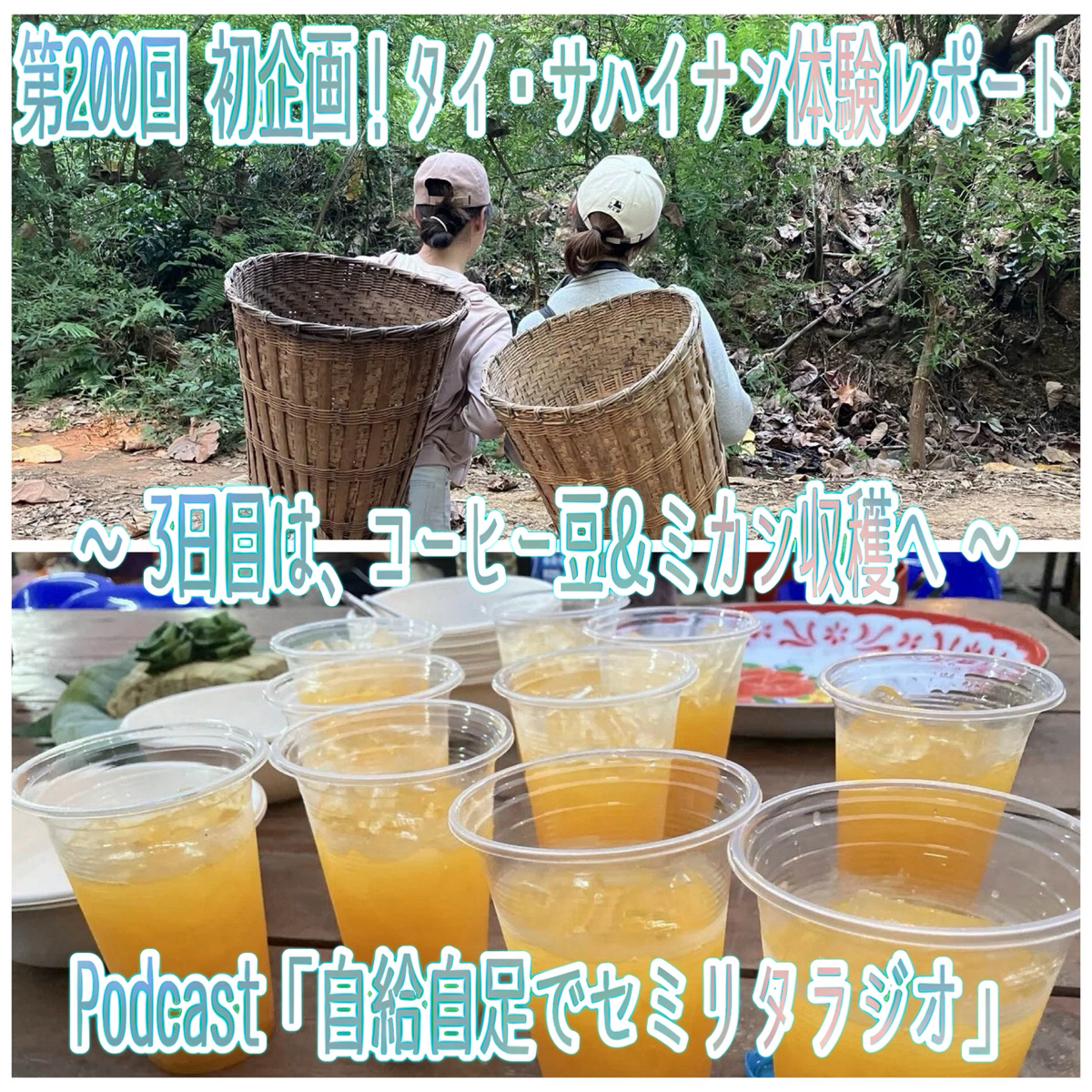 第200回 初企画！タイ・サハイナン体験レポート ～ 3日目は、コーヒー豆＆ミカン収穫へ ～ episode artwork